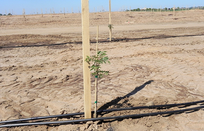 Pistachio Orchard Cultivation